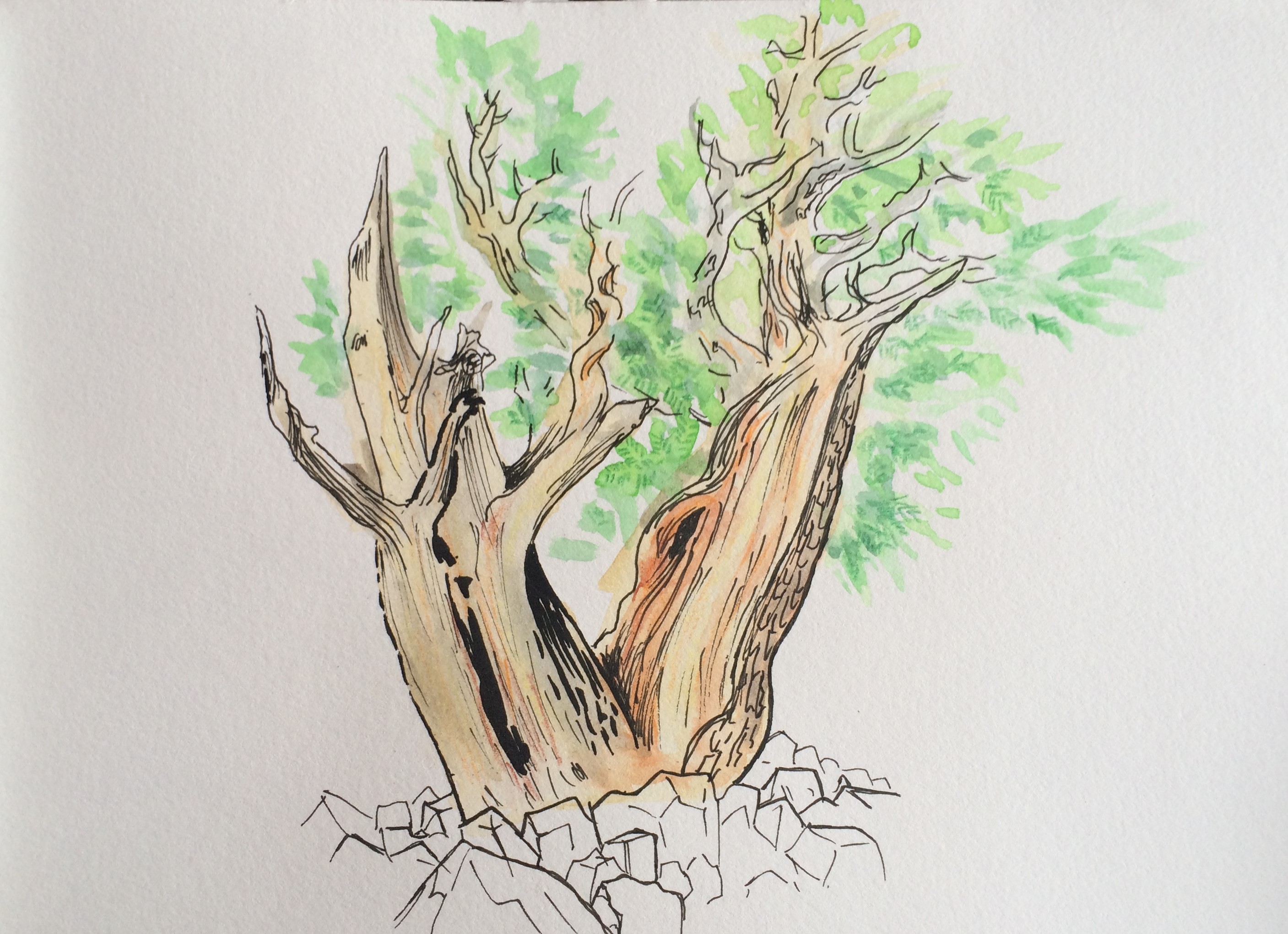 Jour 9 – Interview avec un vieil arbre